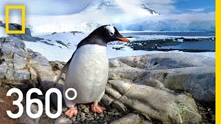 360° Antarctica  Journey Through The Ice  National Geographic [upl. by Auqinimod369]