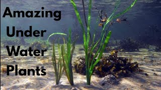 Amazing Under Water Plants  Aquatic Plants [upl. by Christal]