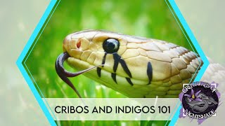 Cribo and Indigo Snakes 101  Drymarchon Care Guide  Creatures of Nightshade [upl. by Wistrup]