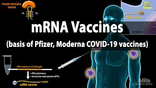 RNA Vaccines mRNA Vaccine  Basis of Pfizer and Moderna COVID19 vaccines Animation [upl. by Golding]