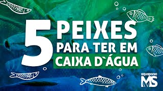 5 peixes para criar em caixa dágua  aquaponia [upl. by Prisca947]