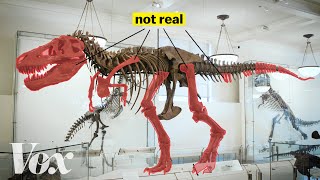 How scientists solved this dinosaur puzzle [upl. by Berlauda837]