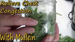 How To Make Mullein Tincture amp Its Uses [upl. by Rehpotsirhc]