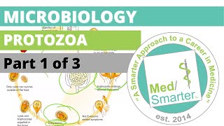 Protozoa  Microbiology  USMLE STEP 1  Part 1 of 3 [upl. by Wager]