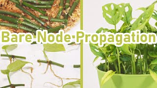 How To Propagate Monstera Adansonii Leafless Nodes  EASY [upl. by Stoneham]