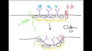 ClathrinCoated Vesicle Formation Docking and Fusion [upl. by Shanley218]