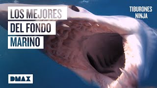 Los 6 tiburones más hábiles feroces y letales del océano  Tiburones [upl. by Vaughan]