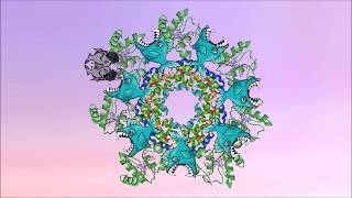 Apoptosis celular Conceptos Básicos [upl. by Tseng]