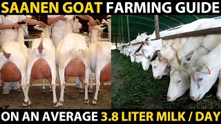 SAANEN GOAT BREED  Saanen Goat Farming Guide  Highest Milk Producing Goat Breed  Best Dairy Goat [upl. by Mor816]