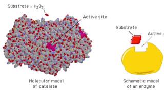 The Enzyme Catalase and How It Works [upl. by Neelat]