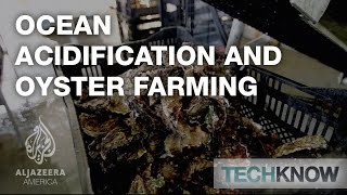 Ocean Acidification and Oyster Farming  TechKnow [upl. by Downe669]