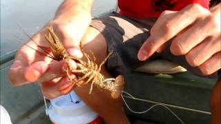 How to Hook a Crawdad Crawfish for Catfish and Bass [upl. by Seilenna]