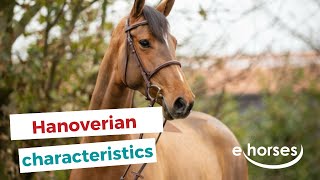 The Hanoverian horse I characteristics origin amp disciplins [upl. by Notned]