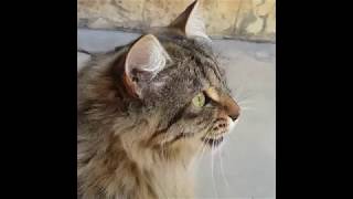 Cats Chirping and Chattering  CAT COMPILATION [upl. by Rovner]