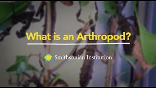 What is an Arthropod [upl. by Nata]