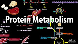 Protein Metabolism Overview Animation [upl. by Myrtice706]