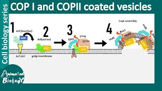 COP II and COP I vesicle mediated vesicle transport between ER and Golgi [upl. by Delogu866]