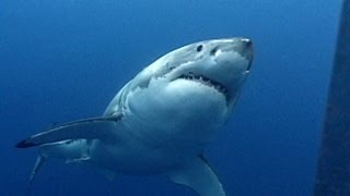 Great White Sharks  JONATHAN BIRDS BLUE WORLD [upl. by Oiramrej839]