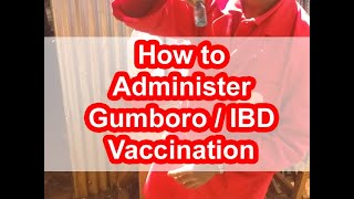 How to give IBD  Gumboro Vaccine to Chicks  Administer Gumboro vaccination kienyeji chicken [upl. by Dumm577]