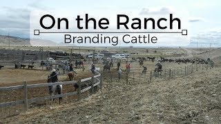 On the Ranch  Branding Cattle [upl. by Maupin139]