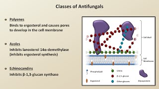 Antifungals Fungal Infections  Lesson 4 [upl. by Adranoel]