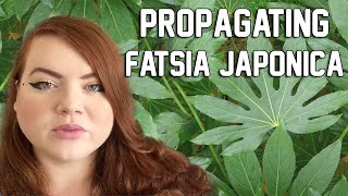 PROPAGATING FATSIA JAPONICA  Water and Sphagnum Moss  Miss Bird [upl. by Breanne]