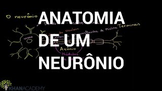 Anatomia de um neurônio  Biologia  Khan Academy [upl. by Aisa]