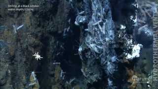 Hydrothermal vents in the deep sea [upl. by Byrle]