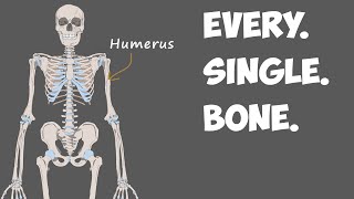 Every Bone in the Human Body [upl. by Ahcilef]