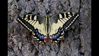 METAMORPHOSIS Swallowtail butterfly lifecycle [upl. by Nosylla258]