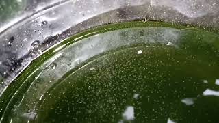 DAPHNIA MOINA CULTURE IN A SMALL BUCKET [upl. by Naashar]