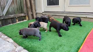 4 week old Cane Corso puppies [upl. by Lacombe]