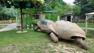 Giant Tortoises at Full Speed [upl. by Geoffrey]