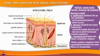 ALTE ORGANE DE SIMȚ pielea nasul și limba [upl. by Stultz]