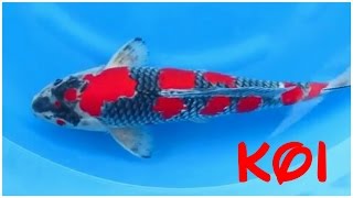 24 types and characteristics of the KOI Fish PART 2 [upl. by Wulfe]