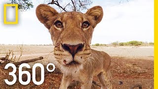 Lions 360°  National Geographic [upl. by Rexanne949]