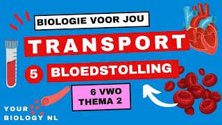 6 vwo  Transport  5  Bloedstolling [upl. by Phyllida840]