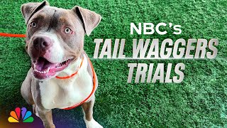 Tail Waggers Trials  NBC [upl. by Gneh341]