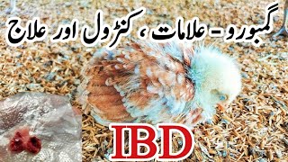 Gumboro Prevention Signs Symptoms Treatment and Vaccination  IBD in Poultry  Dr ARSHAD [upl. by Elayne88]