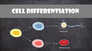 Cell Differentiation amp Gene Expression  Cell Biology [upl. by Lemuela]