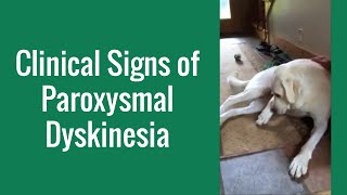 Clinical Signs of Paroxysmal Dyskinesia in a Dog  Merck Veterinary Manual [upl. by Ttemme507]