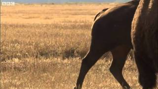 Bison face off  Yellowstone  BBC [upl. by Revkah916]