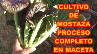 MOSTAZA MORADA CULTIVO DE PROCESO COMPLETO EN MACETAS [upl. by Giffie]