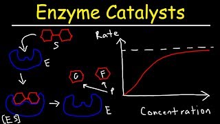 Enzymes  Catalysts [upl. by Gasser798]