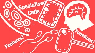 IGCSE Biology  Specialised Cells [upl. by Vine]