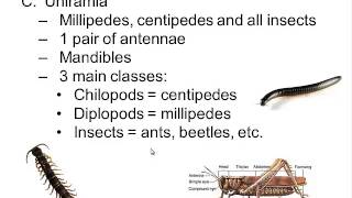 Phylum Arthropoda [upl. by Jerald346]