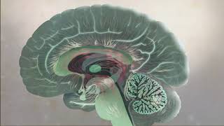 How Your Brain Processes Information [upl. by Keung854]