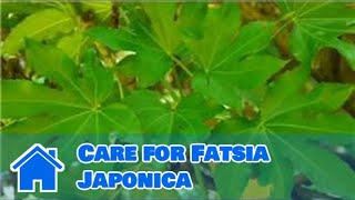 Maintaining amp Pruning Shrubs  How to Care for Fatsia Japonica [upl. by Hafeetal]