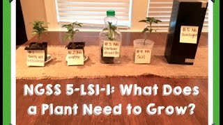 NGSS 5LS11 What Do Plants Need to Grow Experiment Setup [upl. by Yenohtna]