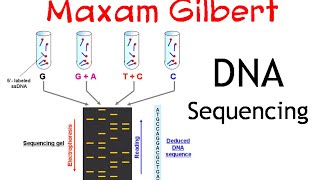 Maxam gilbert DNA sequencing method [upl. by Pillihpnhoj]